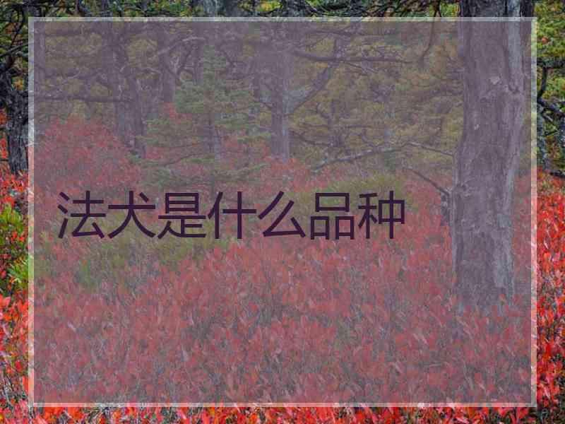 法犬是什么品种 法犬是什么品种