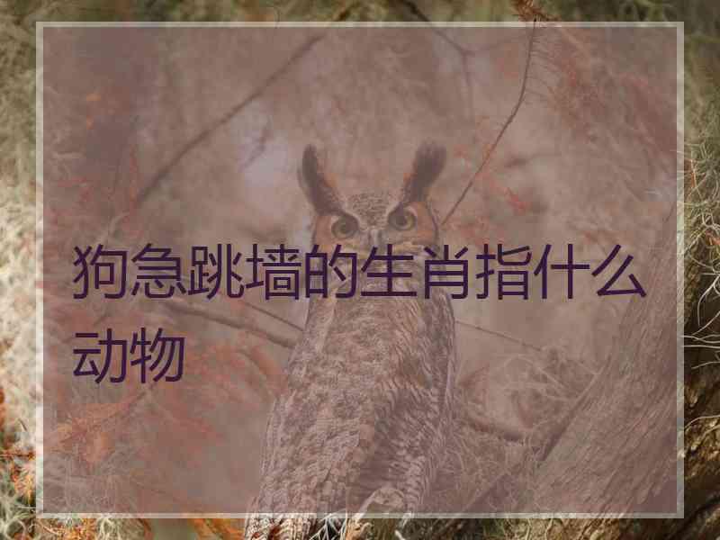 狗急跳墙的生肖指什么动物 狗急跳墙的生肖指什么动物