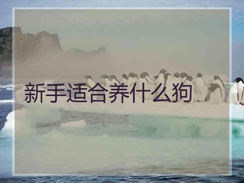 新手适合养什么狗 新手适合养什么狗