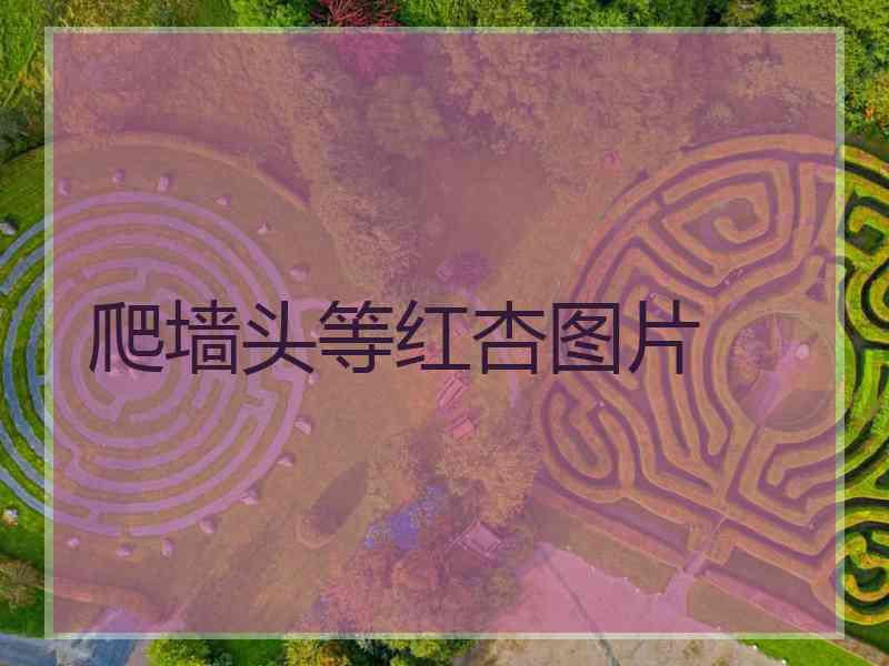 爬墙头等红杏图片 爬墙头等红杏图片