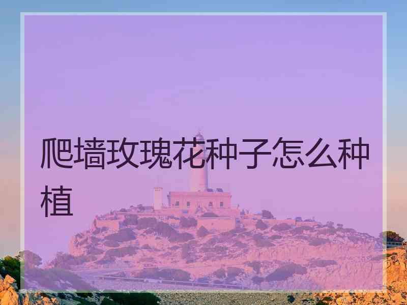 爬墙玫瑰花种子怎么种植 爬墙玫瑰花种子怎么种植