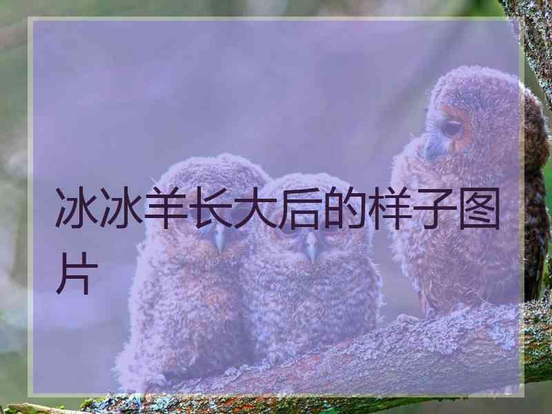 冰冰羊长大后的样子图片 冰冰羊长大后的样子图片