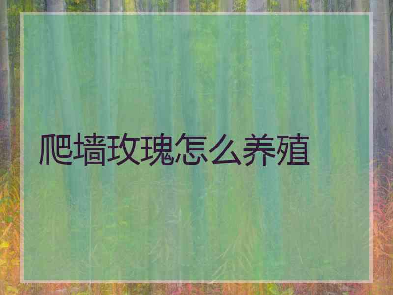 爬墙玫瑰怎么养殖 爬墙玫瑰怎么养殖