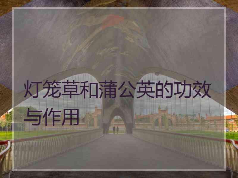 灯笼草和蒲公英的功效与作用 灯笼草和蒲公英的功效与作用