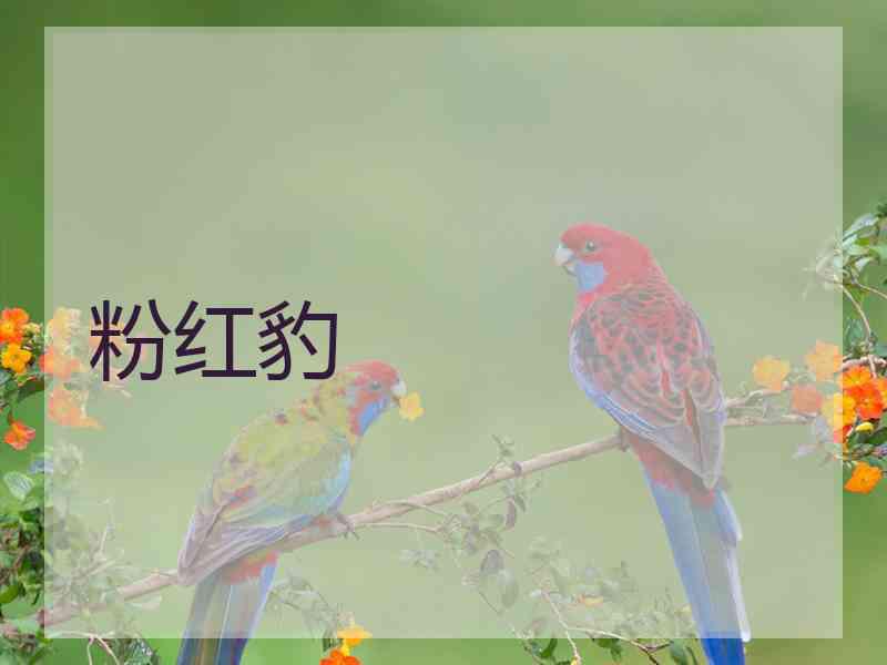 粉红豹 粉红豹