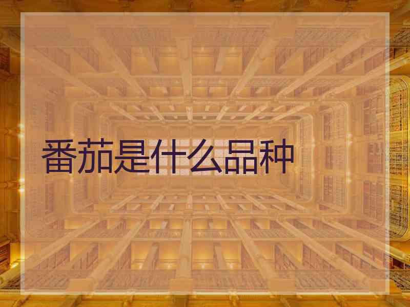 番茄是什么品种 番茄是什么品种