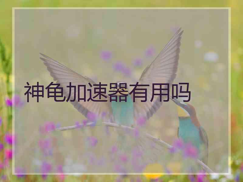 神龟加速器有用吗