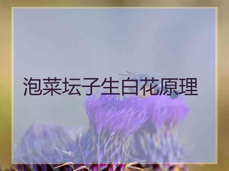 泡菜坛子生白花原理