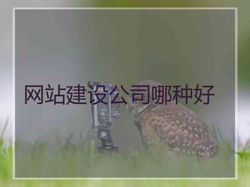 网站建设公司哪种好