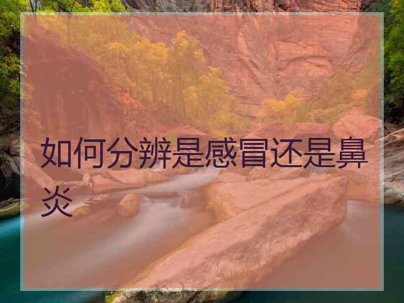 如何分辨是感冒还是鼻炎