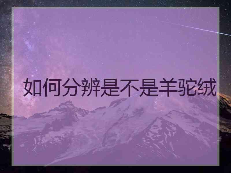 如何分辨是不是羊驼绒