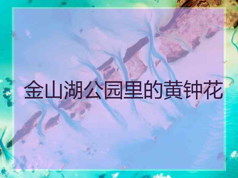 金山湖公园里的黄钟花