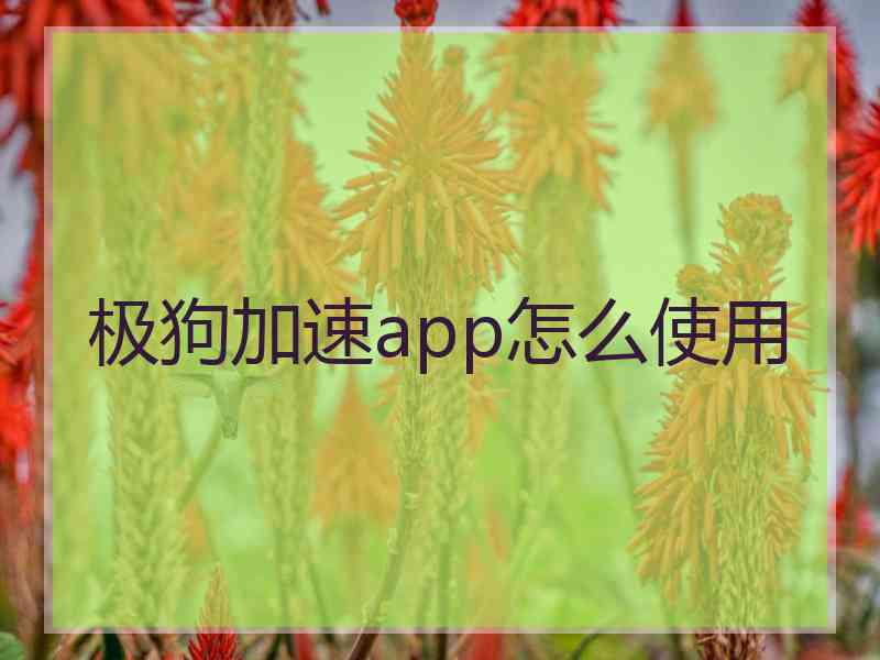 极狗加速app怎么使用