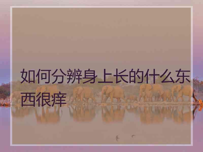 如何分辨身上长的什么东西很痒
