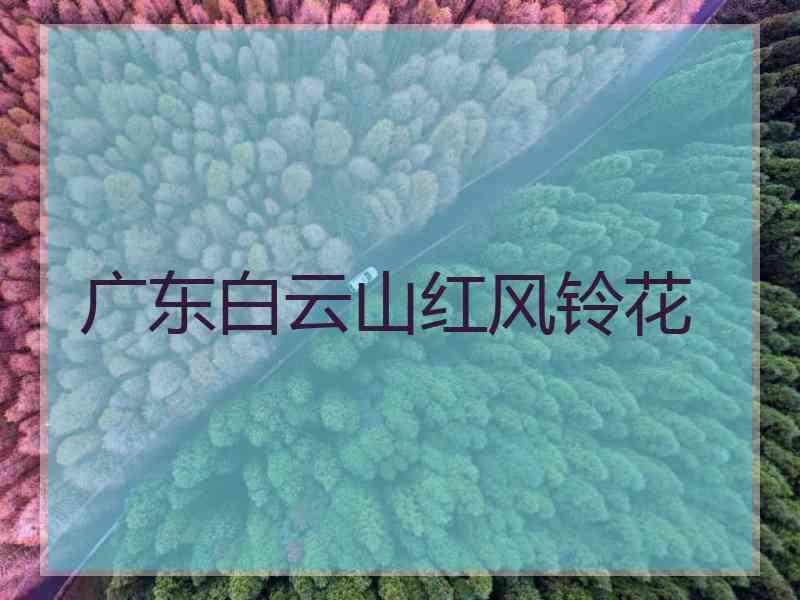 广东白云山红风铃花