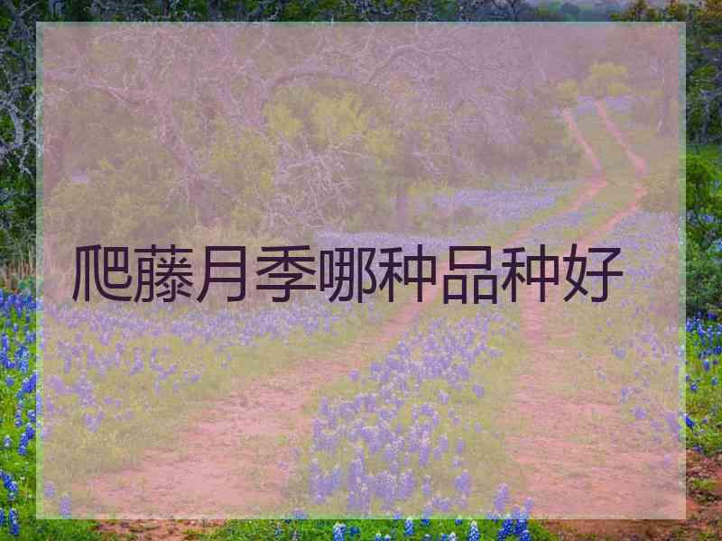 爬藤月季哪种品种好