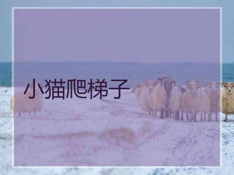 小猫爬梯子