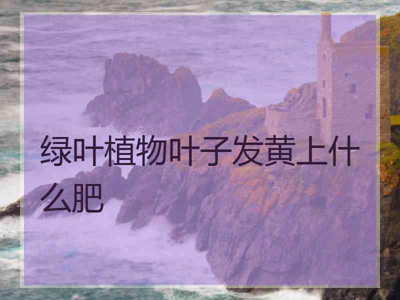 绿叶植物叶子发黄上什么肥