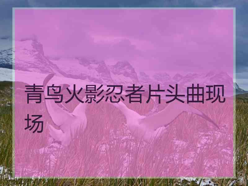 青鸟火影忍者片头曲现场