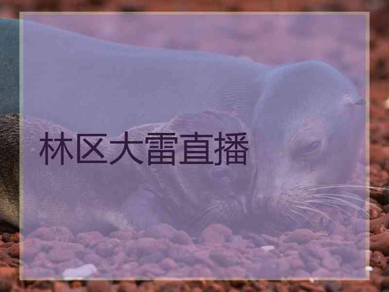 林区大雷直播