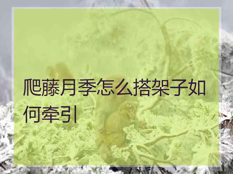爬藤月季怎么搭架子如何牵引