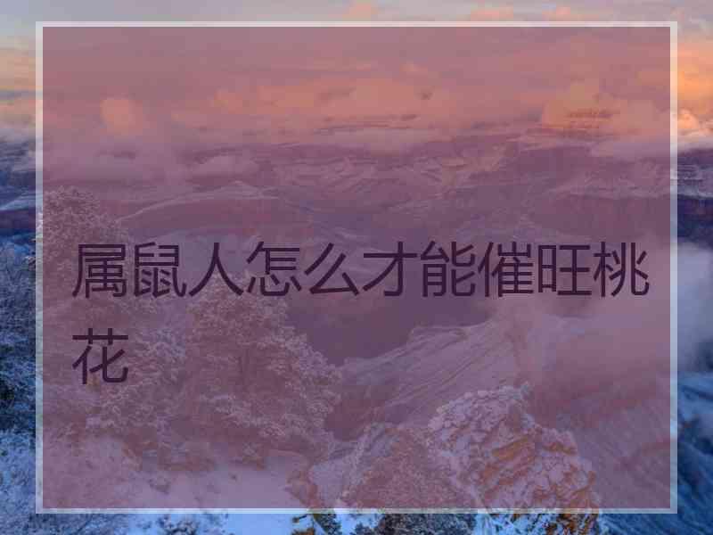 属鼠人怎么才能催旺桃花