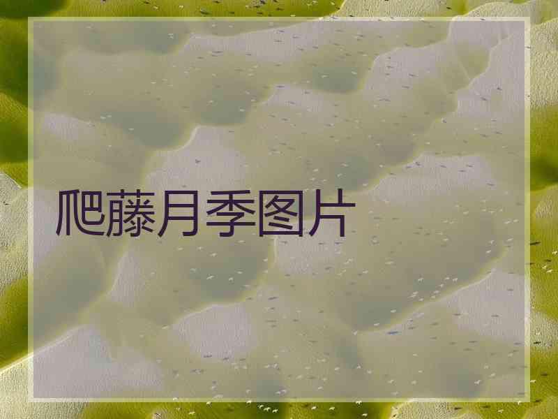 爬藤月季图片