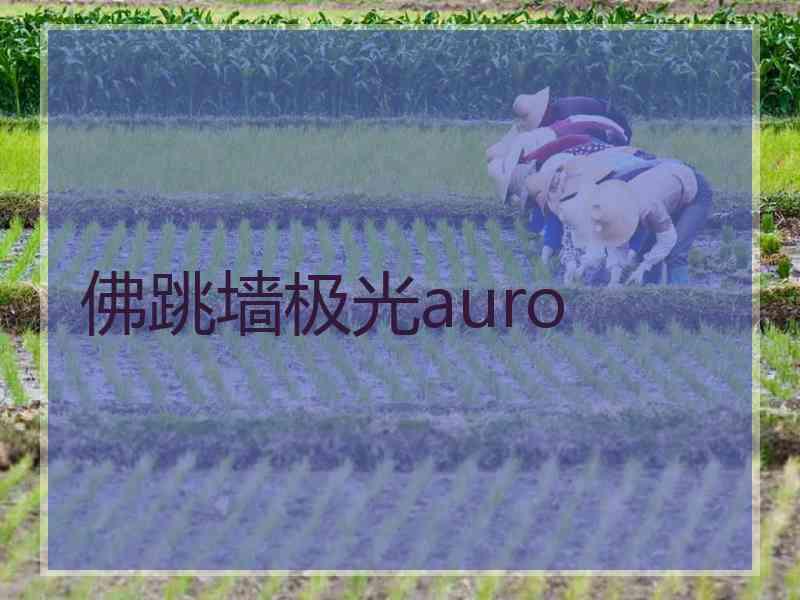 佛跳墙极光auro