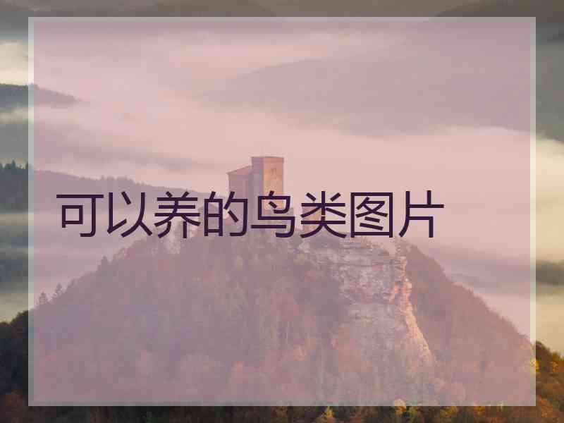 可以养的鸟类图片