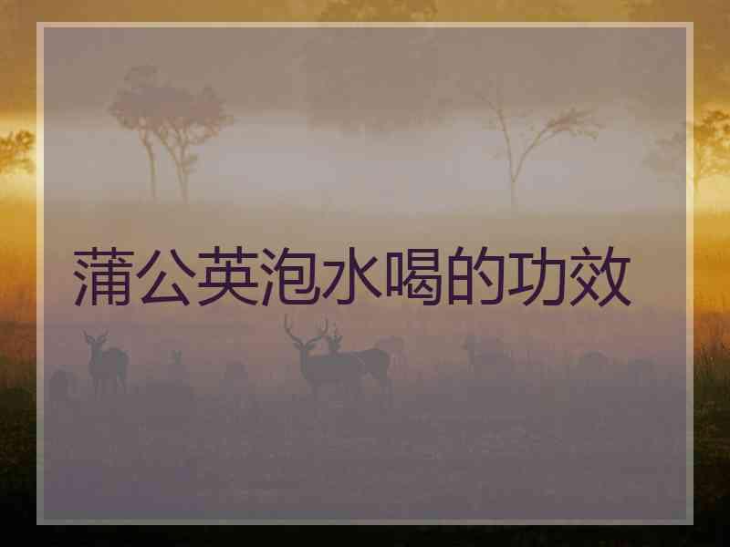蒲公英泡水喝的功效