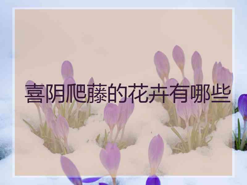 喜阴爬藤的花卉有哪些