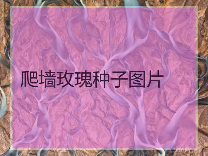 爬墙玫瑰种子图片