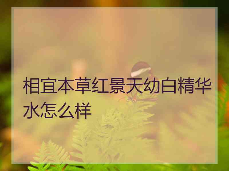 相宜本草红景天幼白精华水怎么样