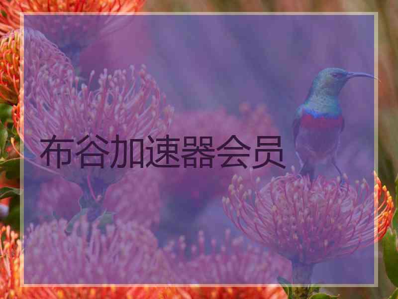 布谷加速器会员