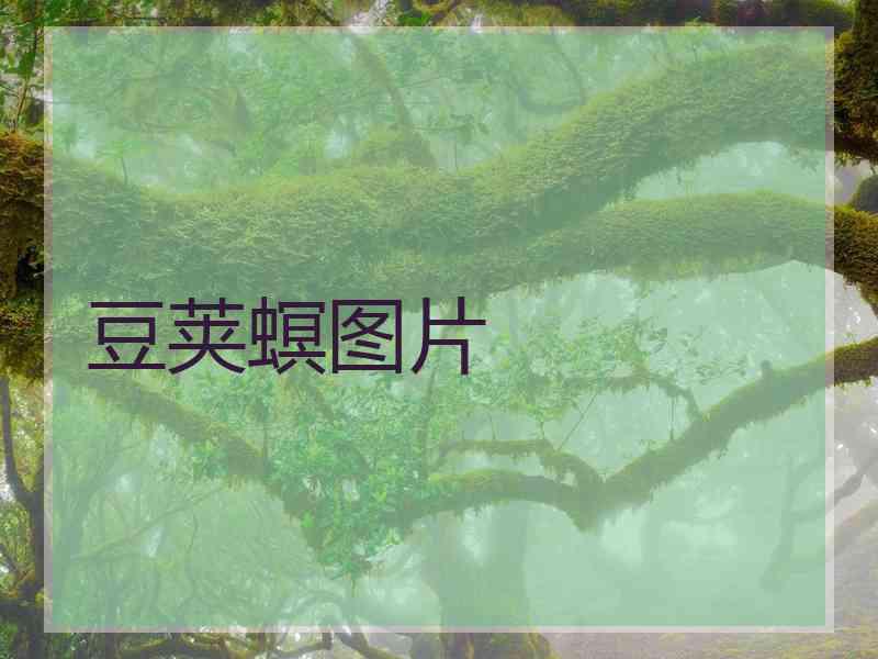 豆荚螟图片