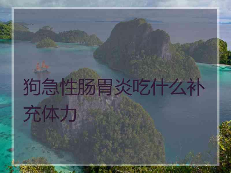 狗急性肠胃炎吃什么补充体力