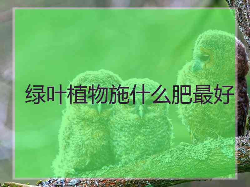 绿叶植物施什么肥最好