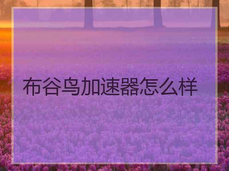布谷鸟加速器怎么样