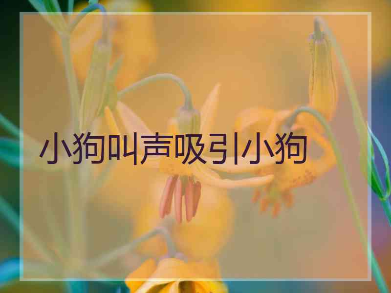 小狗叫声吸引小狗
