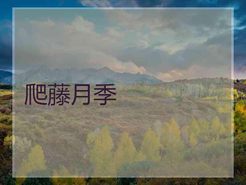 爬藤月季