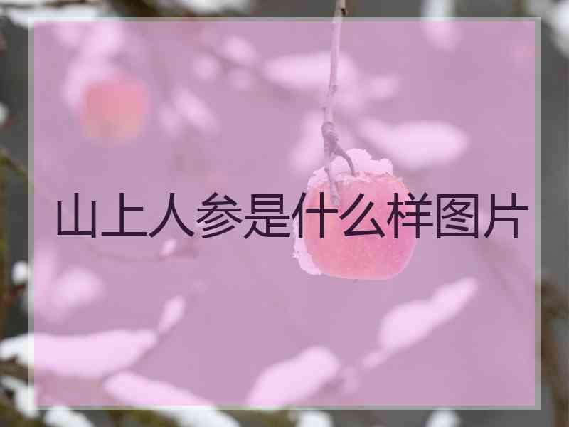 山上人参是什么样图片