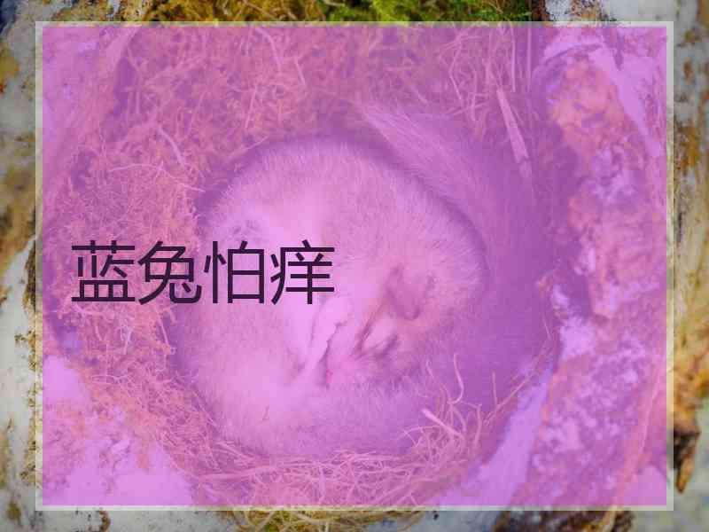 蓝兔怕痒