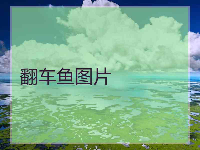 翻车鱼图片