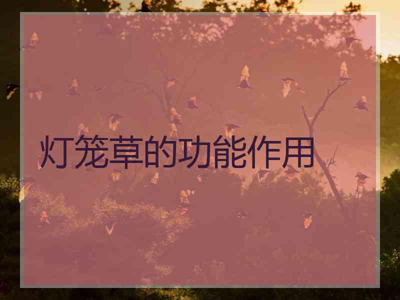 灯笼草的功能作用