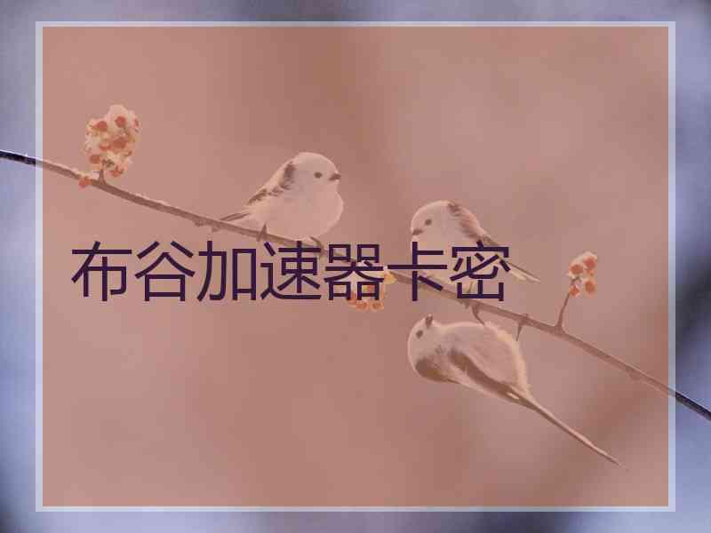 布谷加速器卡密