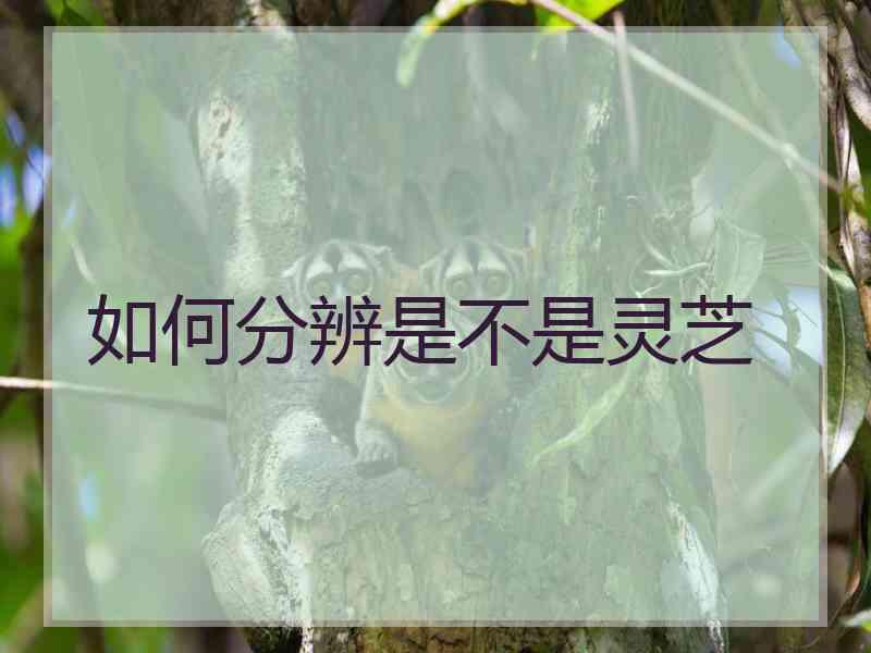 如何分辨是不是灵芝