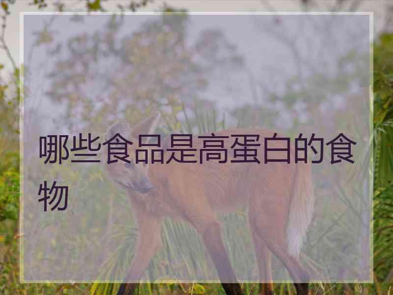 哪些食品是高蛋白的食物