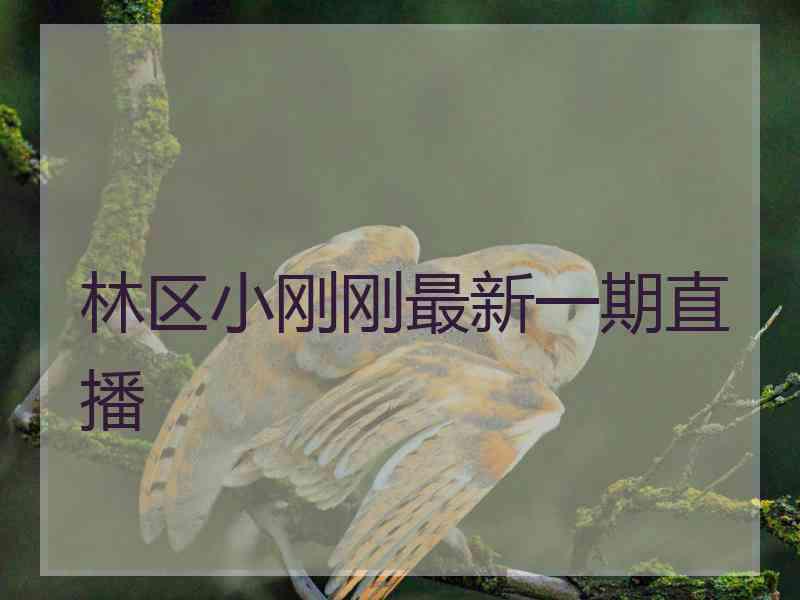 林区小刚刚最新一期直播
