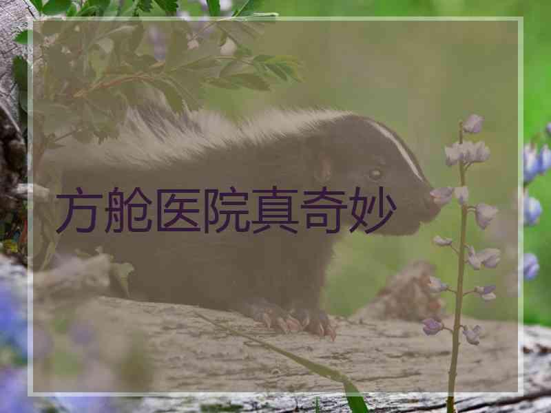 方舱医院真奇妙