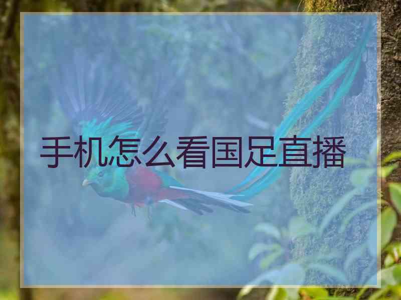 手机怎么看国足直播